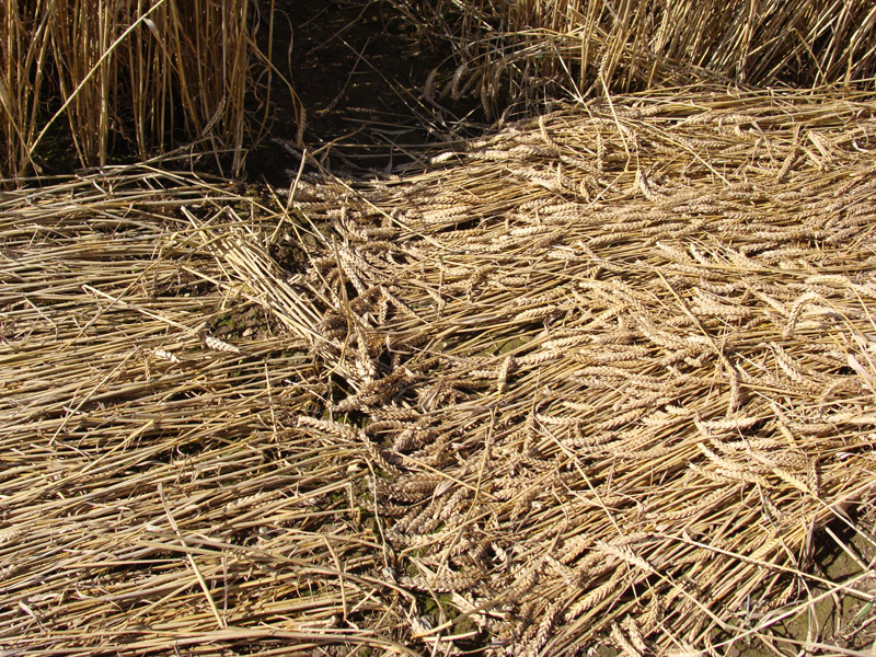 Hackpen Hill (1), Wiltshire crop circle, aerial photo 16