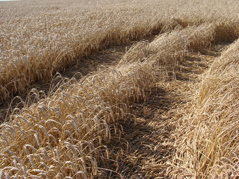 Hackpen Hill (1), Wiltshire crop circle, aerial photo 17