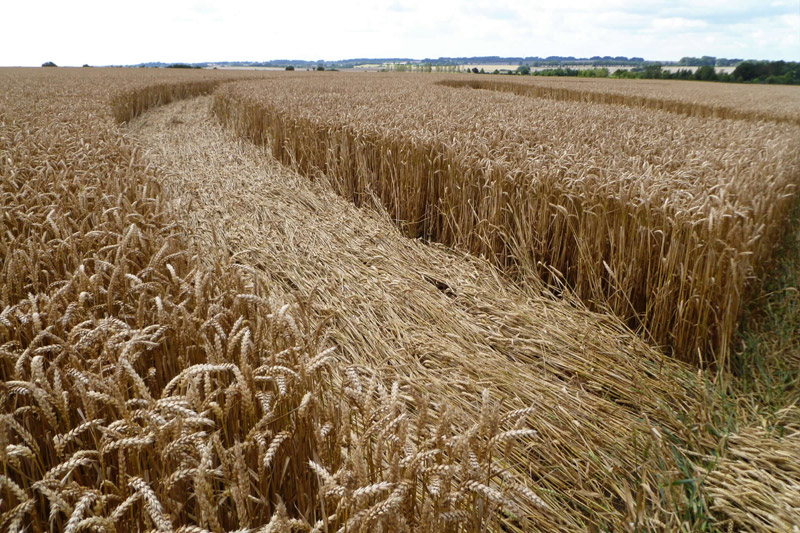Hackpen Hill (3), Wiltshire crop circle, aerial photo 176