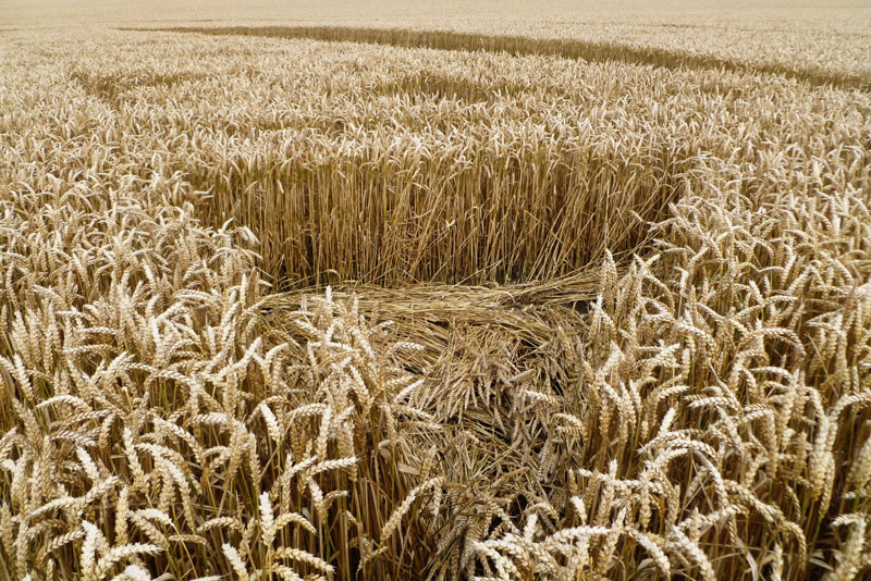 Hackpen Hill (3), Wiltshire crop circle, aerial photo 175