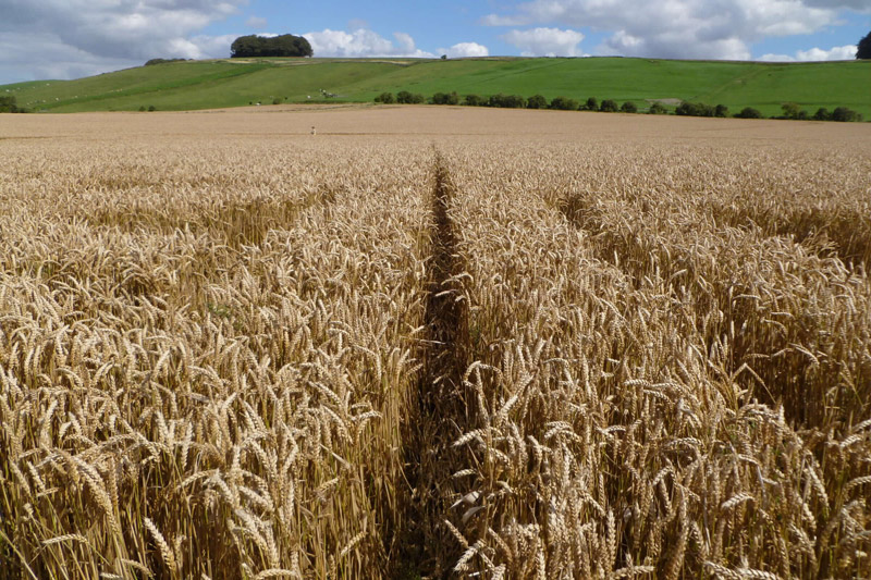 Hackpen Hill (3), Wiltshire crop circle, aerial photo 181