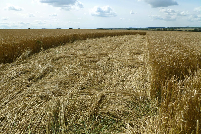 Hackpen Hill (3), Wiltshire crop circle, aerial photo 179