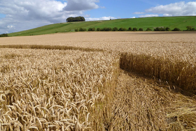 Hackpen Hill (3), Wiltshire crop circle, aerial photo 178