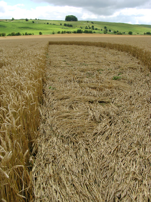 Hackpen Hill (3), Wiltshire crop circle, aerial photo 117