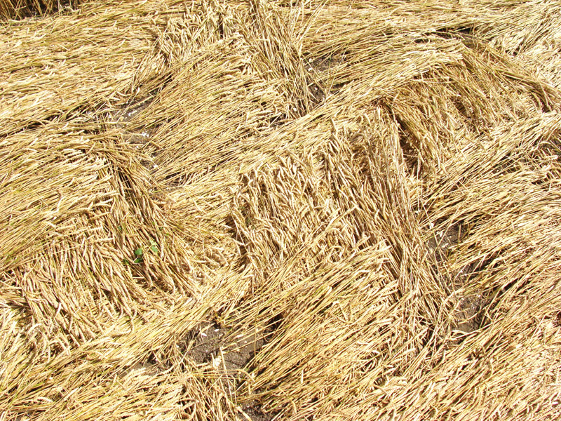 Hackpen Hill (3), Wiltshire crop circle, aerial photo 114