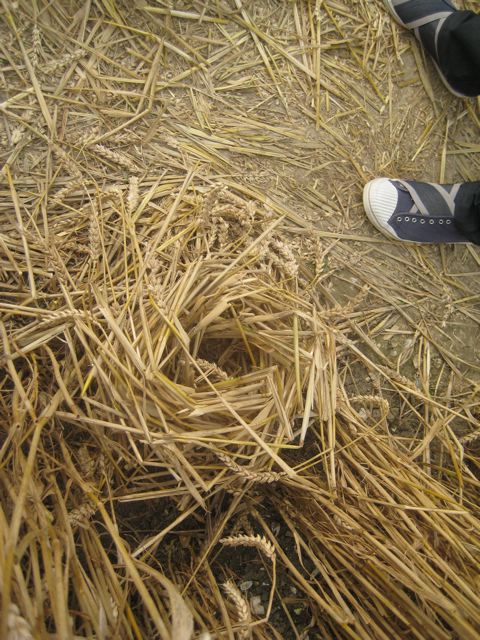 Hackpen Hill (3), Wiltshire crop circle, aerial photo 170