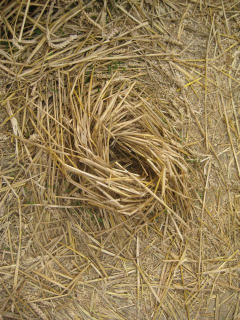 Hackpen Hill (3), Wiltshire crop circle, aerial photo 169