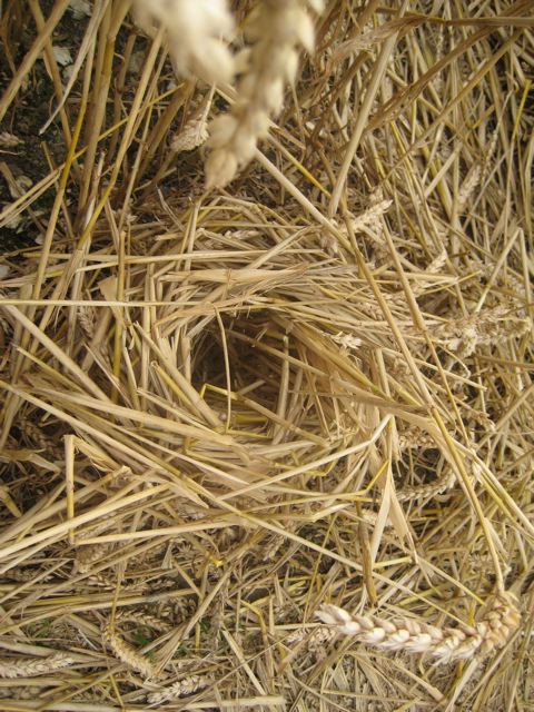 Hackpen Hill (3), Wiltshire crop circle, aerial photo 168