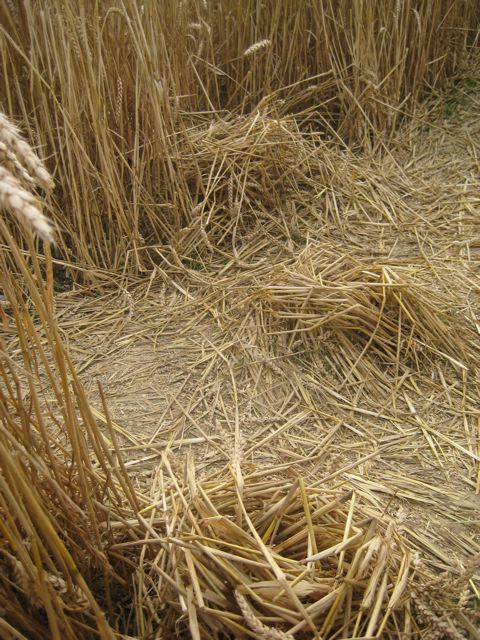 Hackpen Hill (3), Wiltshire crop circle, aerial photo 171