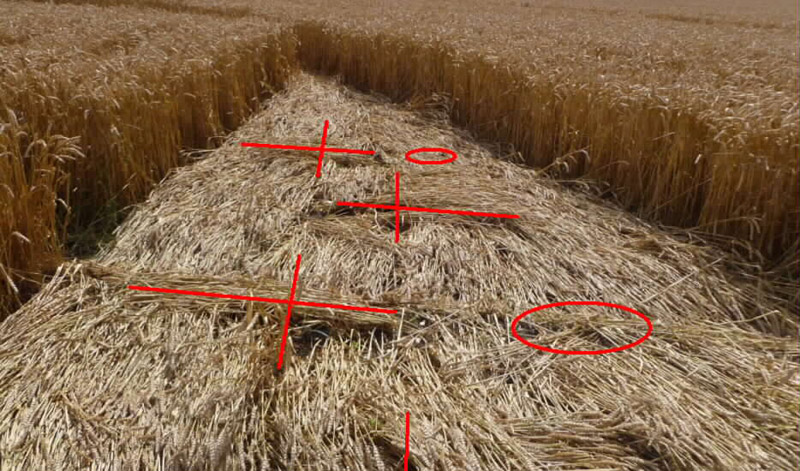 Hackpen Hill (3), Wiltshire crop circle, aerial photo 173