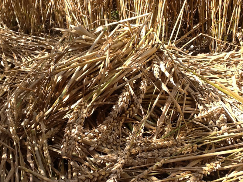 Hackpen Hill (3), Wiltshire crop circle, aerial photo 111