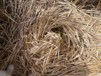 Hackpen Hill (3), Wiltshire crop circle, aerial photo 162