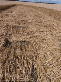 Hackpen Hill (3), Wiltshire crop circle, aerial photo 165