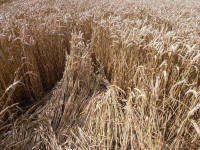 Hackpen Hill (3), Wiltshire crop circle, aerial photo 158
