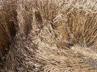 Hackpen Hill (3), Wiltshire crop circle, aerial photo 156