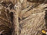 Hackpen Hill (3), Wiltshire crop circle, aerial photo 155