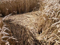 Hackpen Hill (3), Wiltshire crop circle, aerial photo 154
