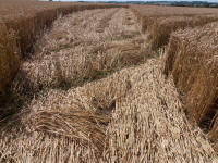 Hackpen Hill (3), Wiltshire crop circle, aerial photo 153
