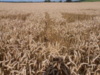 Hackpen Hill (3), Wiltshire crop circle, aerial photo 152
