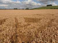 Hackpen Hill (3), Wiltshire crop circle, aerial photo 151