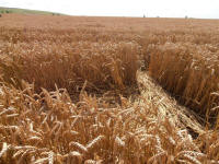 Hackpen Hill (3), Wiltshire crop circle, aerial photo 150