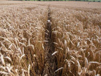 Hackpen Hill (3), Wiltshire crop circle, aerial photo 149