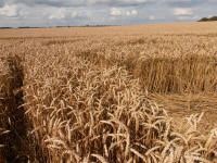 Hackpen Hill (3), Wiltshire crop circle, aerial photo 148