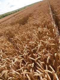 Hackpen Hill (3), Wiltshire crop circle, aerial photo 159