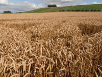 Hackpen Hill (3), Wiltshire crop circle, aerial photo 147