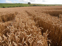 Hackpen Hill (3), Wiltshire crop circle, aerial photo 146