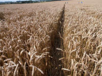 Hackpen Hill (3), Wiltshire crop circle, aerial photo 145