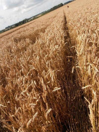 Hackpen Hill (3), Wiltshire crop circle, aerial photo 160