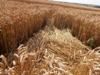 Hackpen Hill (3), Wiltshire crop circle, aerial photo 143