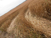 Hackpen Hill (3), Wiltshire crop circle, aerial photo 142
