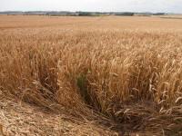 Hackpen Hill (3), Wiltshire crop circle, aerial photo 141