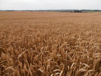 Hackpen Hill (3), Wiltshire crop circle, aerial photo 140
