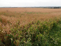 Hackpen Hill (3), Wiltshire crop circle, aerial photo 138