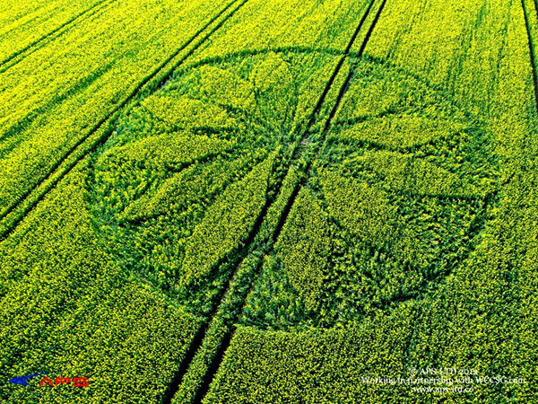 Hill Barn, Wiltshire crop circle, aerial photo 5