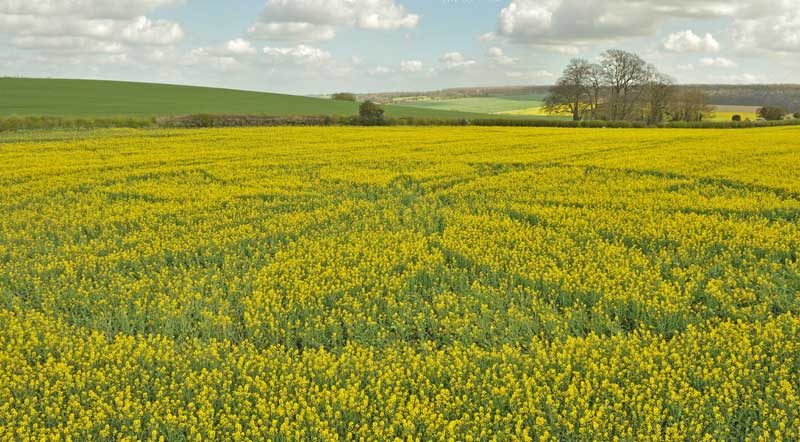 Hill Barn, Wiltshire crop circle, aerial photo 77
