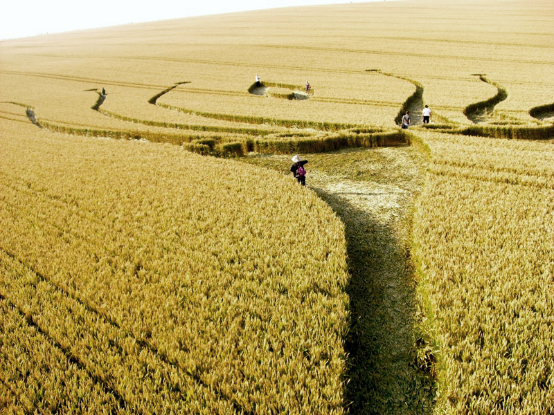 Hill Barn, Wiltshire crop circle, aerial photo 29