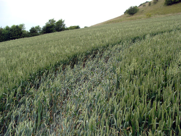 Huish Hill, Wiltshire crop circle, aerial photo 16