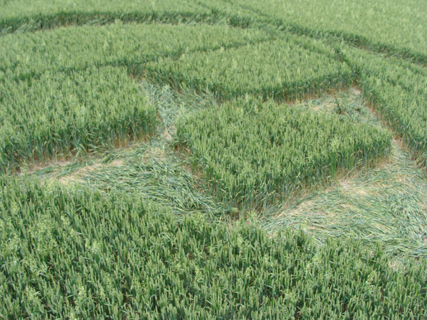 Huish Hill, Wiltshire crop circle, aerial photo 15