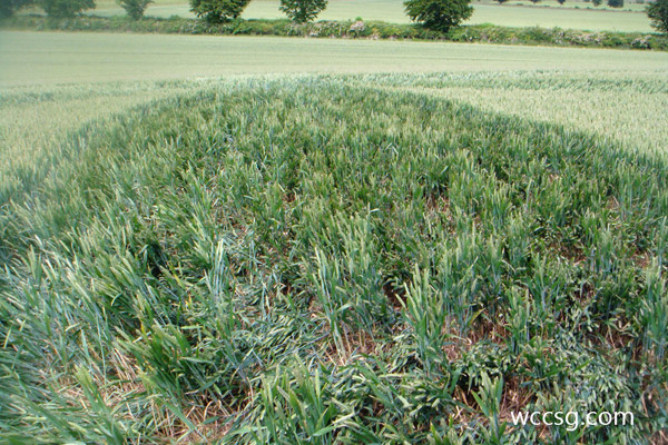 Huish Hill, Wiltshire crop circle, aerial photo 17
