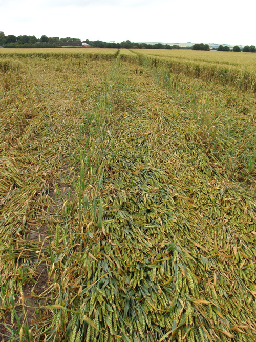 Juggler's Lane, Wiltshire crop circle, aerial photo 39