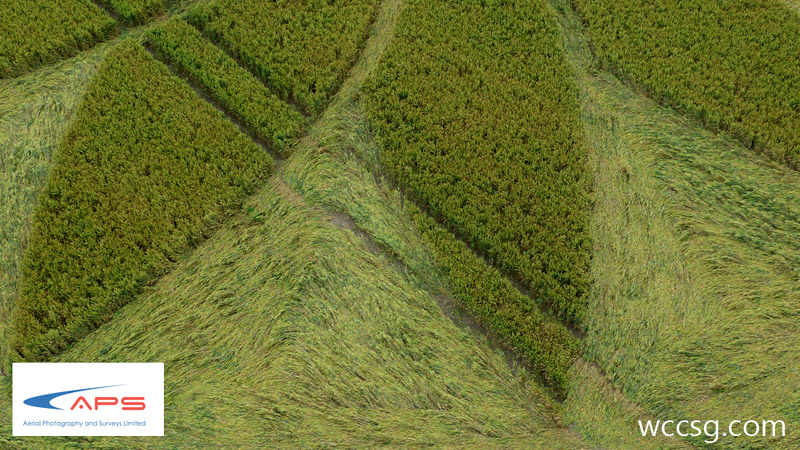 Juggler's Lane, Wiltshire crop circle, aerial photo 13