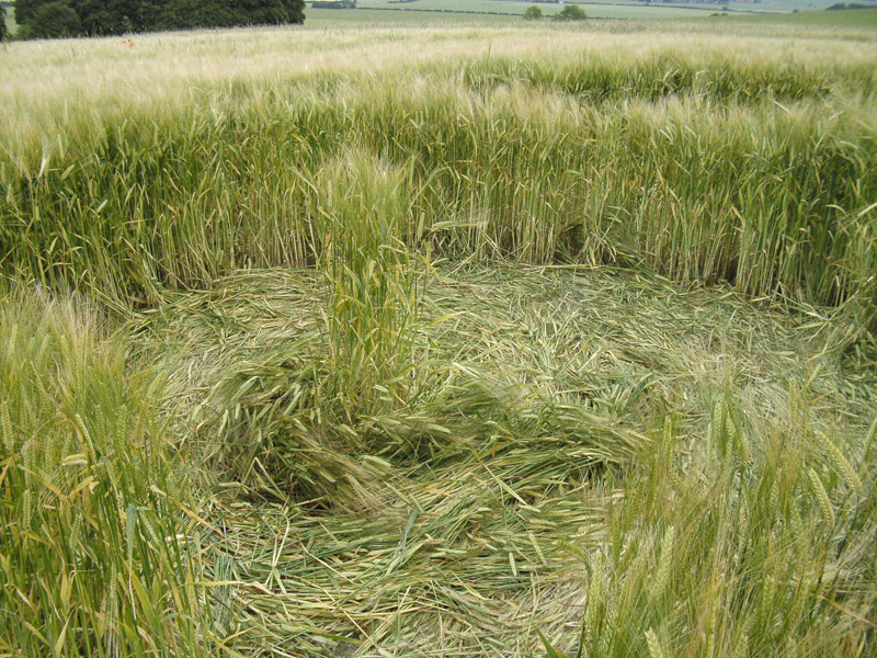 Knoll Down, Wiltshire crop circle, aerial photo 19