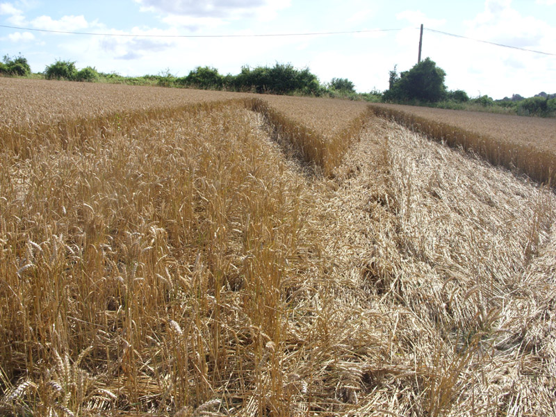 Longwood Road, Hampshire crop circle, aerial photo 27