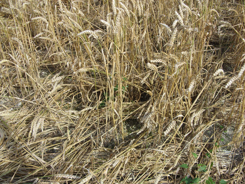 Longwood Road, Hampshire crop circle, aerial photo 24