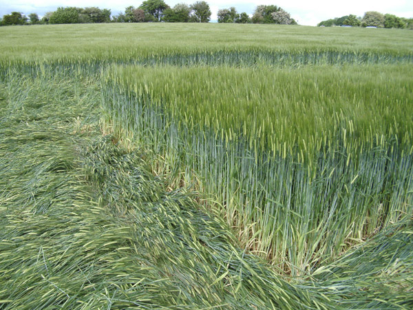 Manton Drove, Wiltshire crop circle, aerial photo 114
