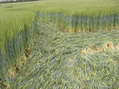 Manton Drove, Wiltshire crop circle, aerial photo 123